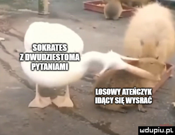 iliilgy się nyse