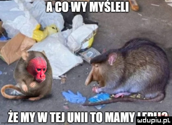n ie my w tej iiiiii ti mamy