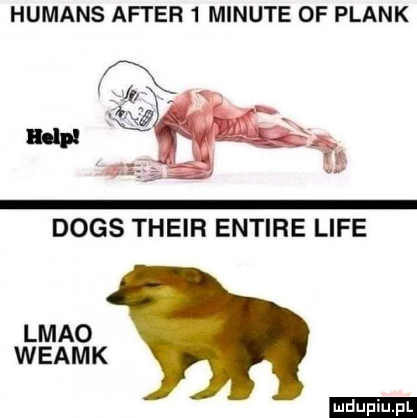humans after   minute of plask dogs their entire lice lmao weamk ludu iu. l