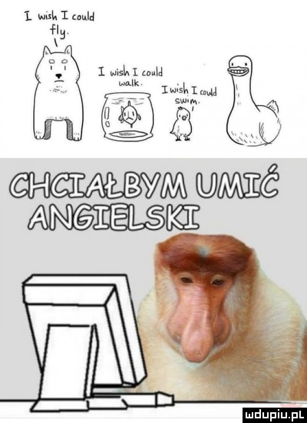 wisk i lnuld w   afk   u k list. i a w f j świm. ad a t ź i ś hg iałbym wać