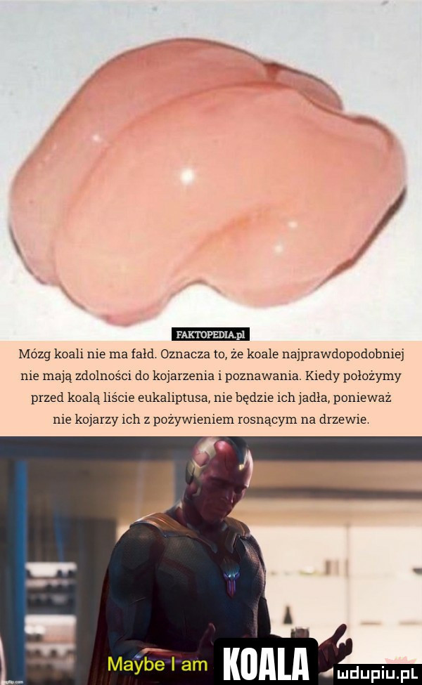 m mpmmpl mózg koali nie ma fałd oznacza to ze koale najprawdopodobmej me mają zdolności do kojarzema i poznawała. kiedy położymy przed koala hścxe eukaliptusa me będzie ich à la ponieważ me kojarzy ich z pożywieniem rosnącym na drzewie