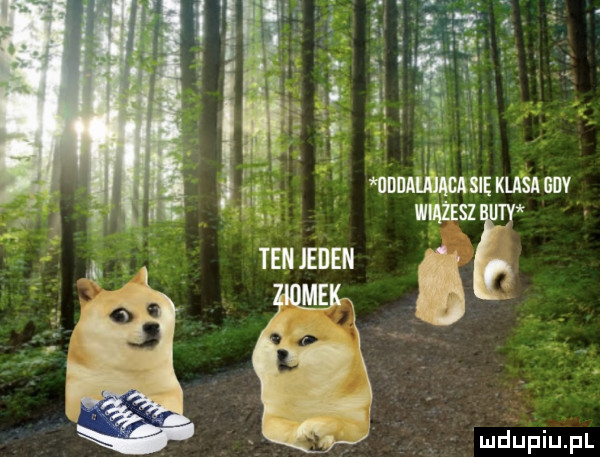 vu mnuuiummuusnsuv wiązes dg
