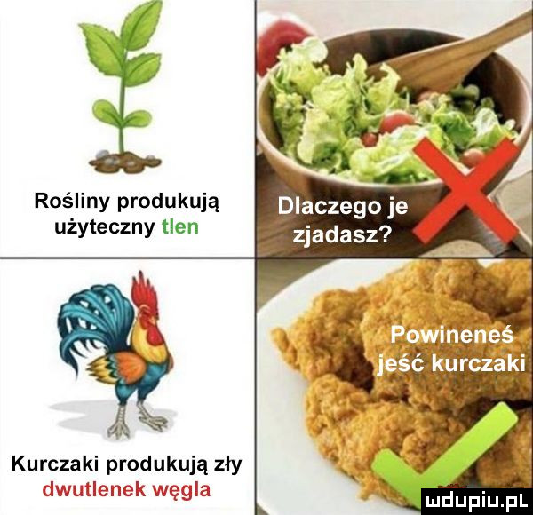 f rośliny produkują dlaczego je użyteczny tlen zjadasz kurczaki produkują zły maupiupl