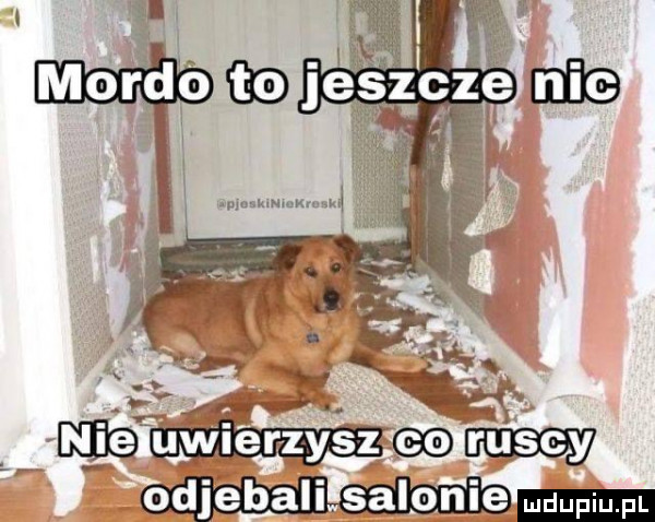 odjebali salonie