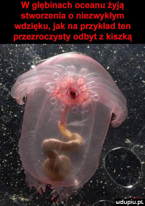 w głębinach oceanu żyją stworzenia o niezwykłym wdzięku jak na przykład ten przezroczysty odbyt z kiszką. i. l l i i i n ł.  . chip ham