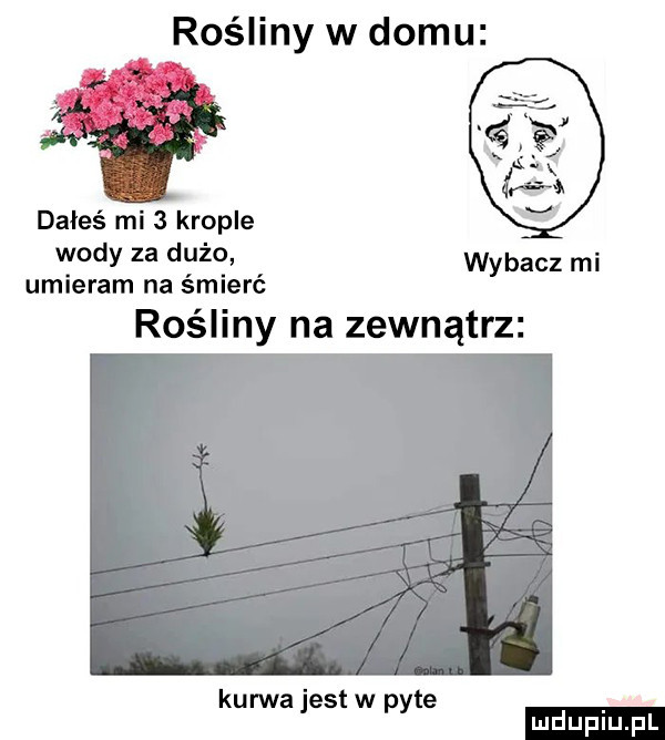 rośliny w domu dałeś mi   krople wody za dużo. wybacz mi umieram na śmierć rośliny na zewnątrz kurwa jest w pyte ludu iu. l