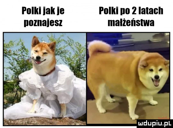 polki idk ie palki na   ialacll uomaiesz malżel lslwa