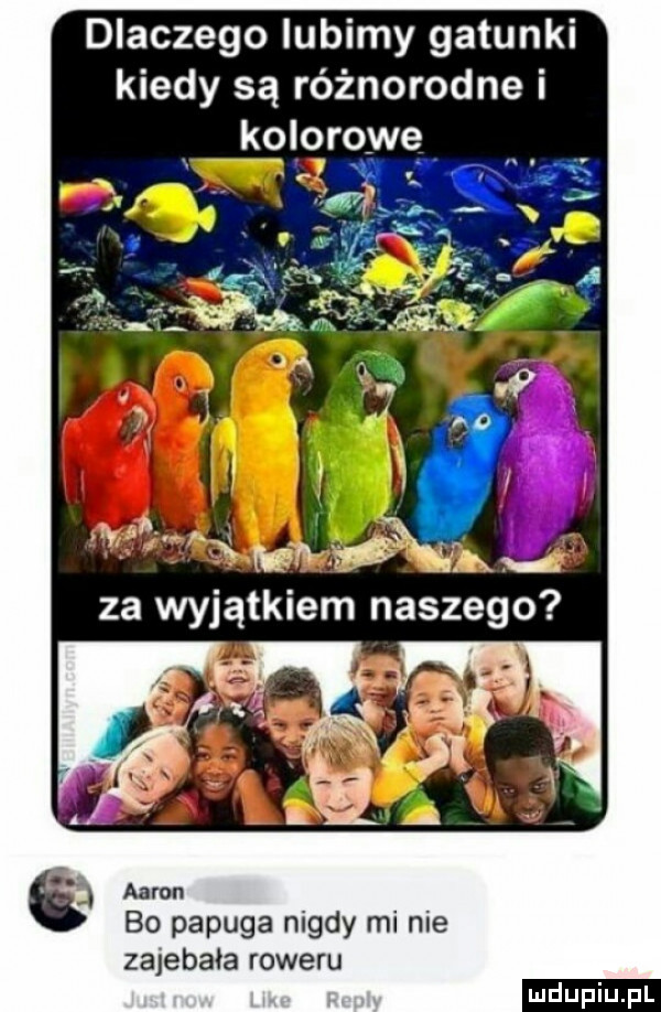 dlaczego lubimy gatunki kiedy są różnorodne i kolorowe   aaron bo papuga nigdy mi nie zajebała roweru ludu iu. l