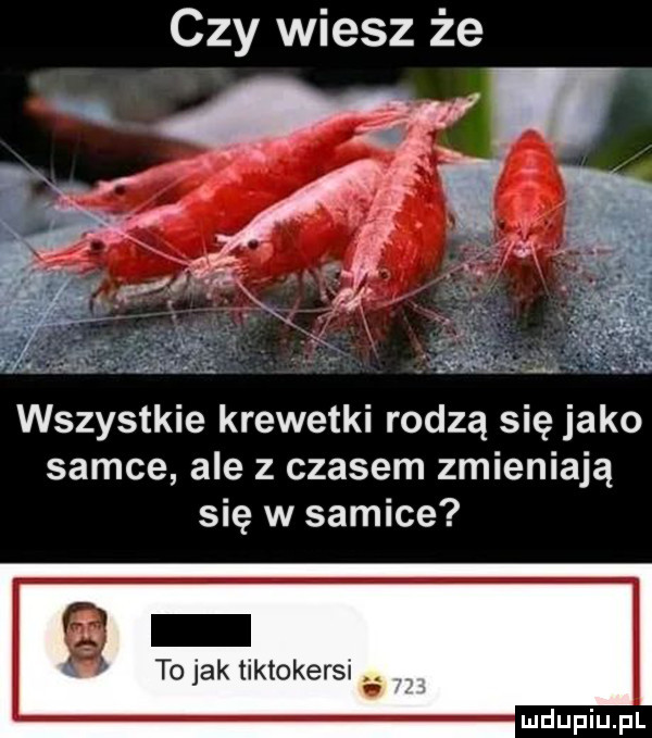 czy wiesz że wszystkie krewetki rodzą się jako samce ale z czasem zmieniają się w samice to jak tiktokerki. abakankami. abakankami