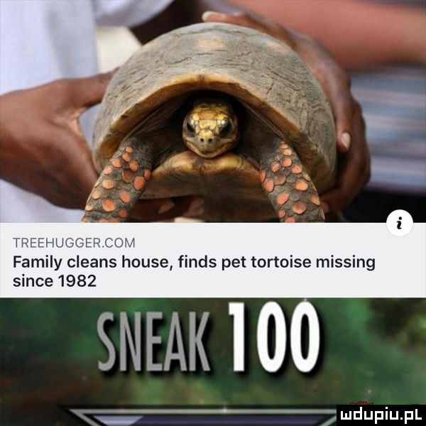 treehugger com family cleans house finis pet tortoise missing since      steak     ludupiupl