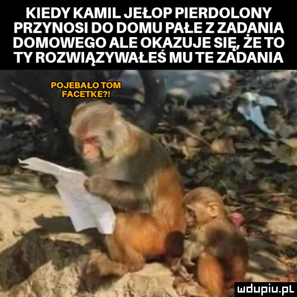 kiedy kamil jełop pierdolony przynosi do domu pale z zad ania domowego ale okazuje się ze to ty rozwiązywałeś mu te zadania mdupiﬁpl