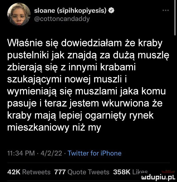 sloane sipihkopiyesis   x coltonoandaddy właśnie się dowiedziałam że kraby pustelniki jak znajdą za dużą muszlę zbierają się z innymi krabami szukającymi nowej muszli i wymieniają się muszlami jaka komu pasuje i teraz jestem wkurwiona że kraby mają lepiej ogarnięty rynek mieszkaniowy niż my       pm        twittevfor iphone   k retweets     quote tweets    k wm. mduplu pl