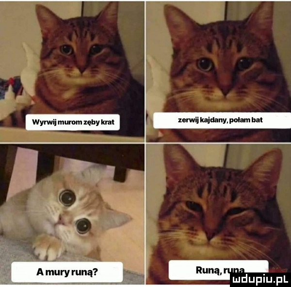 mam