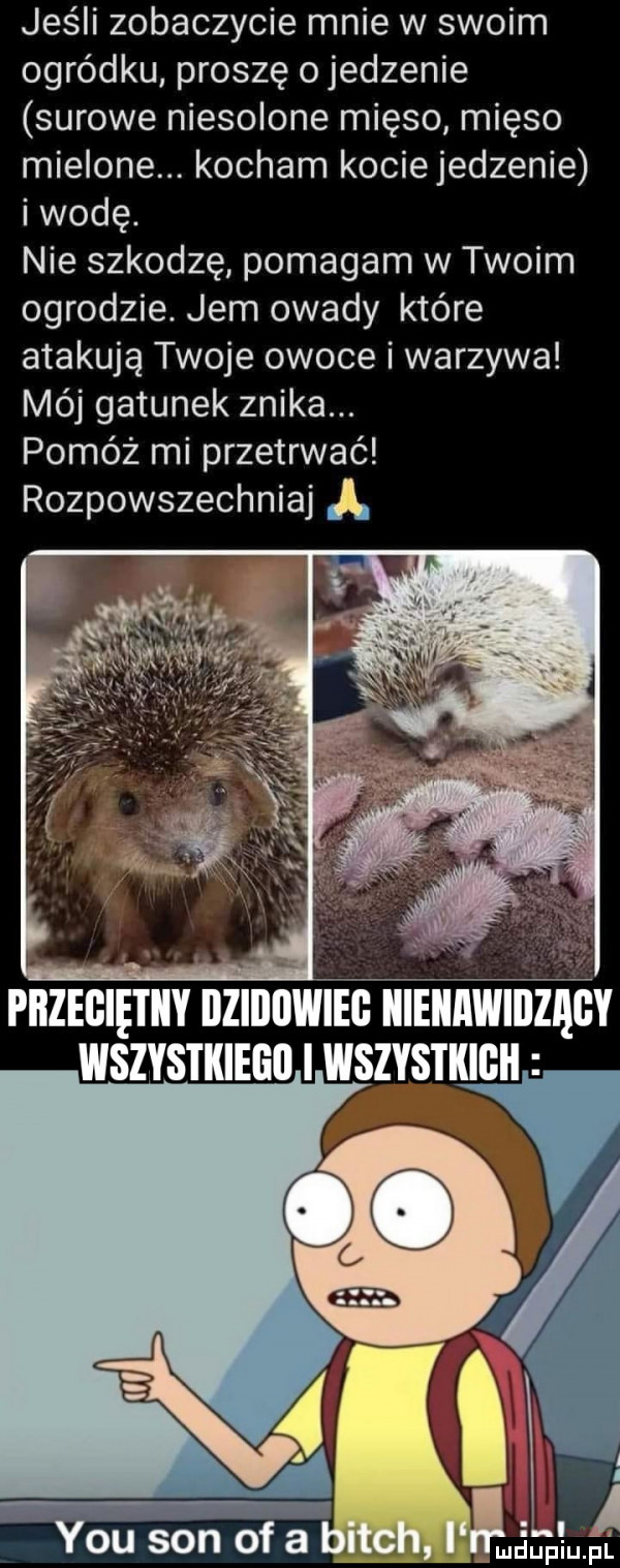jeśli zobaczycie mnie w swoim ogródku proszę o jedzenie surowe niesolone mięso mięso mielone. kocham kociejedzenie i wodę. nie szkodzę pomagam w twoim ogrodzie. jem owady które atakują twoje owoce i warzywa mój gatunek znika. pomóż mi przetrwać rozpowszechniaj l pbzegiętiiy iiziiiiiwieg iiieiiawiiizągy wszystkiego i wszystkich