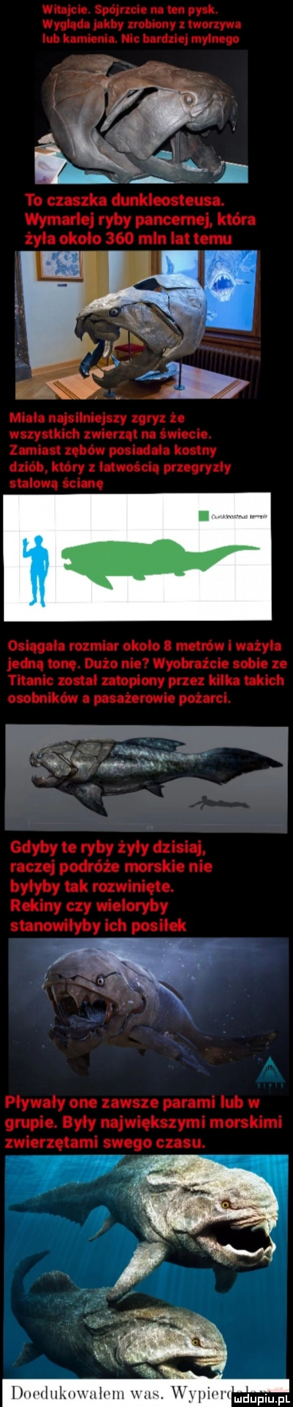 i w tllllum ułam  . wylric lw