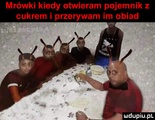 mrówki kiedy otwieram pojemnik z cukrem i przerywam im obiad