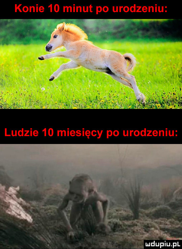 Obrazek