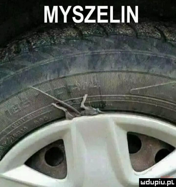 myszelin w n