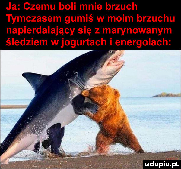 ja czemu boli mnie brzuch tymczasem gumiś w moim brzuchu napierdalający się z marynowanym śledziem w jogurtach i enerbolach