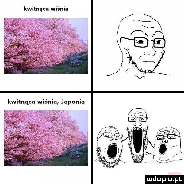 kwitnąca wiśnia