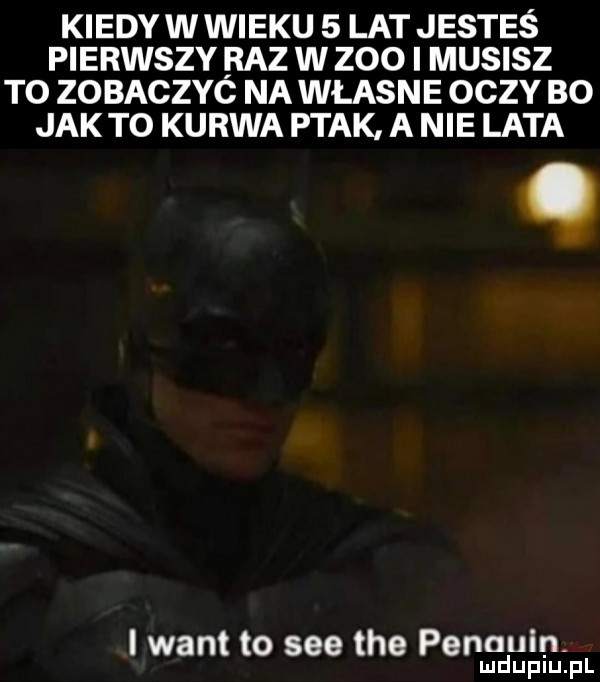 kiedy w wieku   lat jestes pierwszy baz w zoo i musisz to zobaczyc na własne oczy bo jak to kurwa ptak a nie lata i want to sie tee penguin. mduplu pl