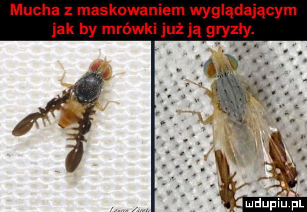 mucha z maskowaniem wyglądającym