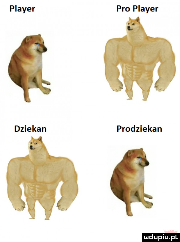 plaser pro plaser dziekan prodziekan ludu iu. l