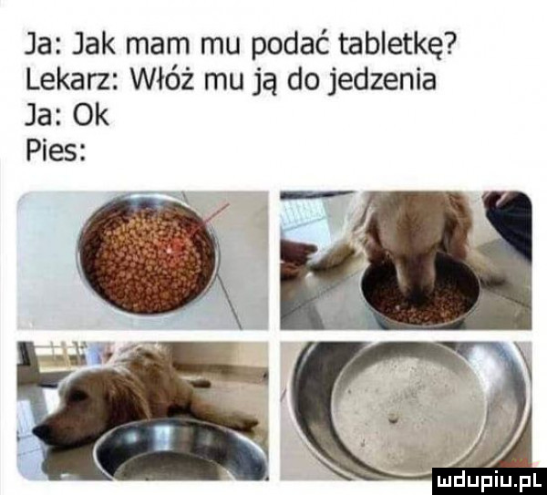 ja jak mam mu podać tabletkę lekarz włóż mu ją do jedzenia ja  k pies i mniupiupl
