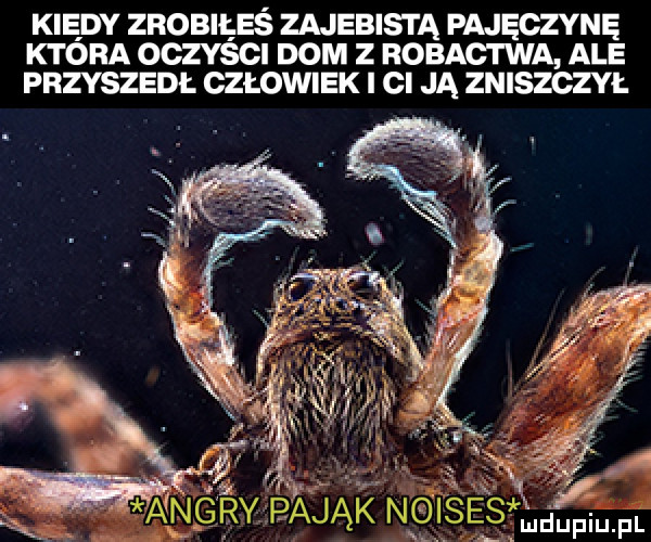 kiedy zrobiłeś zajebista pajęczynę która oczyści dom z robactwa ale przyszedł człowiek i i ja zniszczył angfmea jąiżnpęesśłśu pf