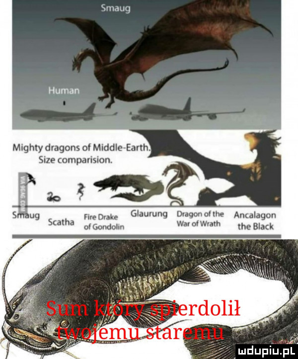 smaug michty dragons oł miodle eanh. sice omparision. mam glauvung diaqonloe ancalagon scatha u gondolm wamwmh ka