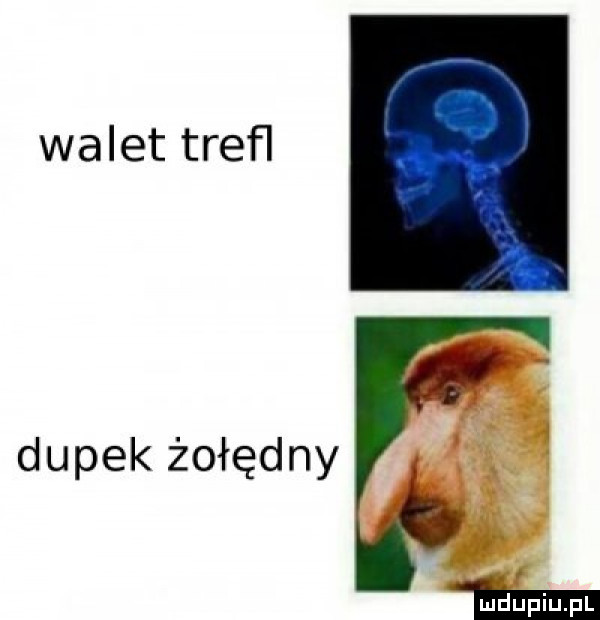 walet trefl dupek żołędny