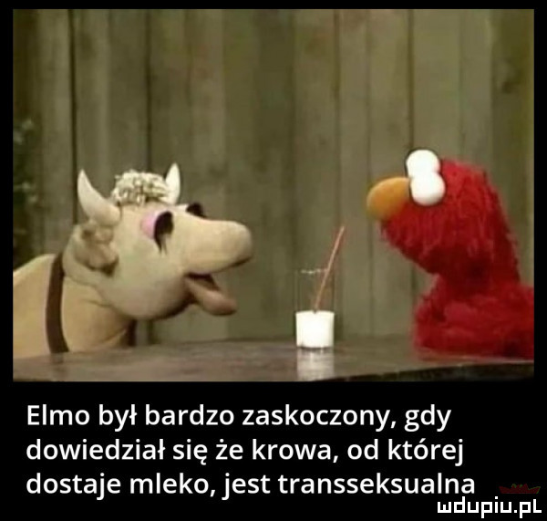 emmo był bardzo zaskoczony gdy dowiedział się że krowa od której dostaje mleko jest transseksualna mduplu pl i t