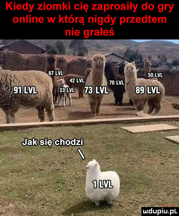 kiedy ziomki cię zaprosiły do gry online w którą nigdy przedtem nie grałeś