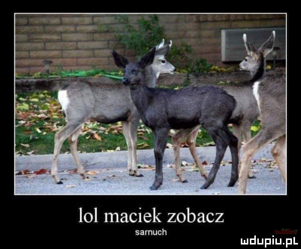lol maciek zobacz samach