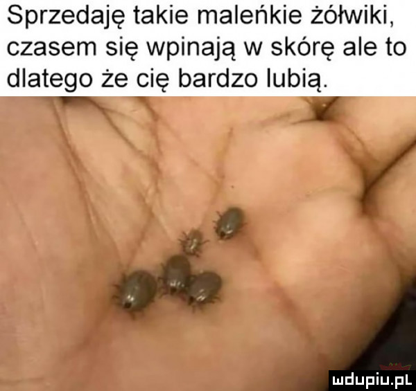 Obrazek