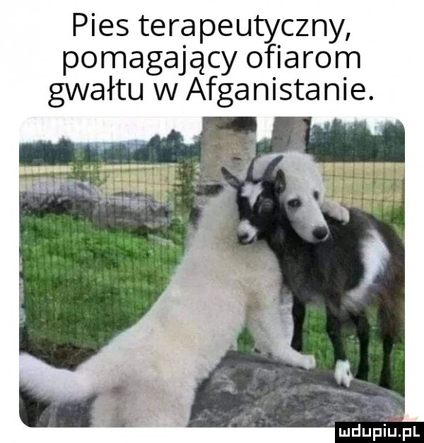 pies terapeutyczny pomagający ofiarom gwałtu w afganistanie. ludupillpl