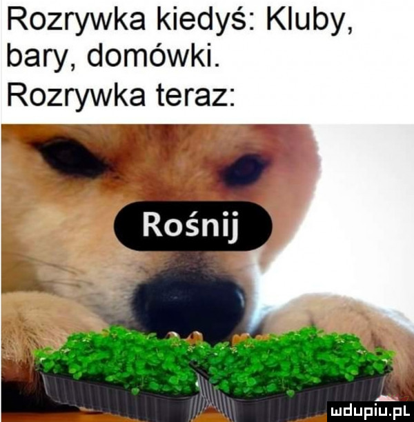 rozrywka kiedyś kluby bary domówki rozrywka teraz