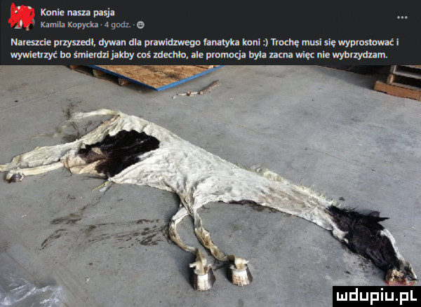 konie nam pas kamila kanyh   gmin o mazde plam dymu dla pnwuzwego hnalykl kom wannę musi nę wypromował i wywltmyt bu smlavdzijalwy cos nemo ale warmia mna nina więc nie mayanm