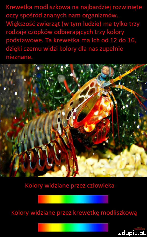 krewetka modliszkowa na najbardziej rozwinięte oczy spośród znanych nam organizmów. większość zwierząt w tym ludzie ma tylko trzy rodzaje czopków odbierających trzy kolory podstawowe. ta krewetka ma ich od    do    dzięki czemu widzi kolory dla nas zupełnie nieznane. kolory widziane przez człowieka kolory widziane przez krewetkę modliszkową