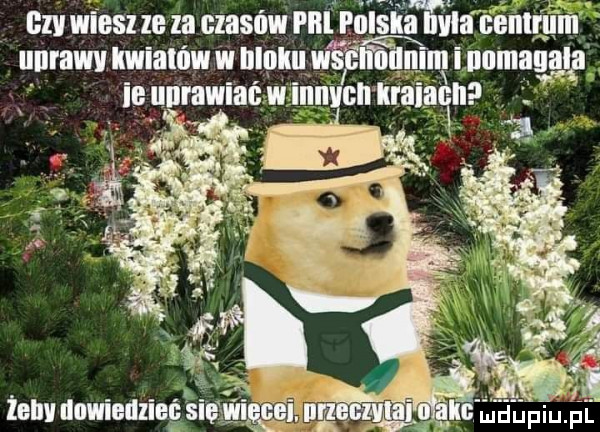 ii was iii za clasńw pall flllslmh iiiiiiii iiiii liniaw kwiatów vi ninliu w ﬁ nim i numaiiaig iii iiiii iiuiiiii vi iiiii eh iiiii iiiii