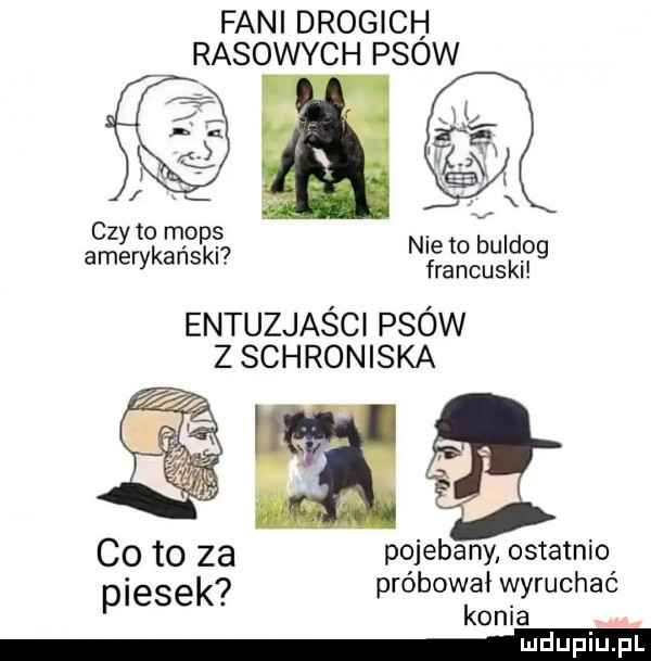 fani drogich rasowych psow czy to mops amerykański nie to buidoq francuski entuzjaści psów z schroniska i pojebany ostatnio próbował wyruchać konia