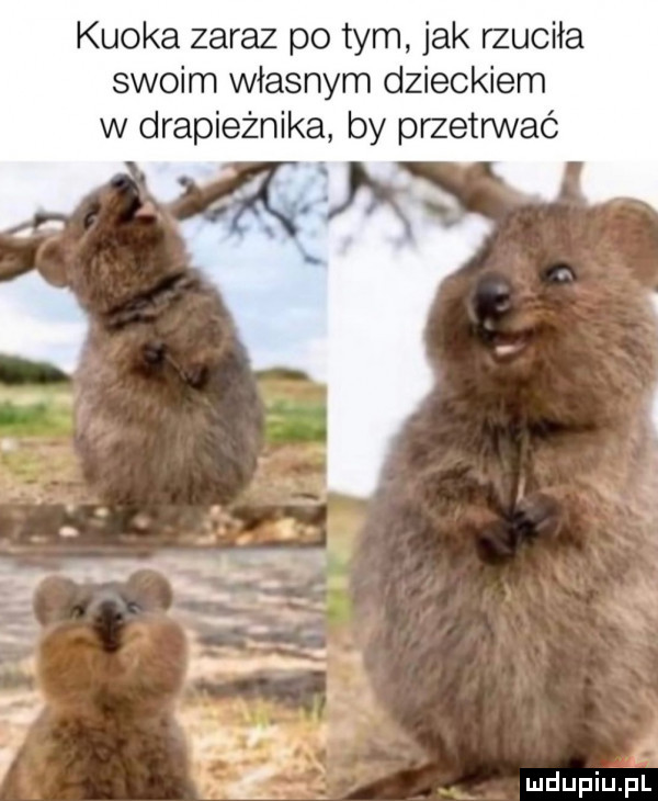 kuoka zaraz po tym jak rzuciła swoim własnym dzieckiem w drapieżnika by przetrwać