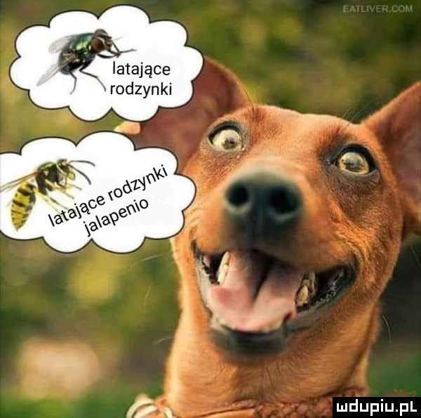 latające rodzin ki