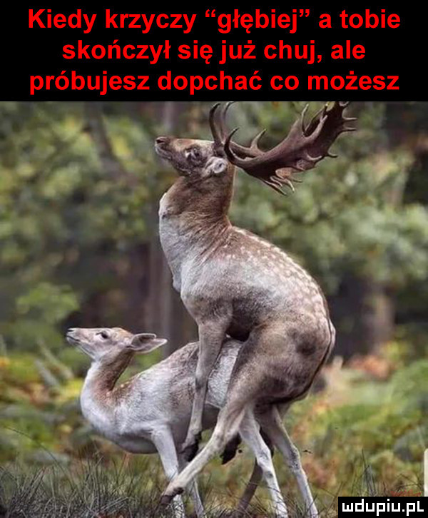 o w qi. abakankami a mduplu pl