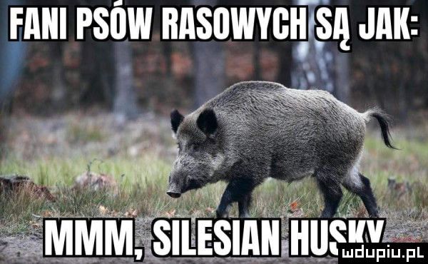 ą jak   fabii psów basiiwygh