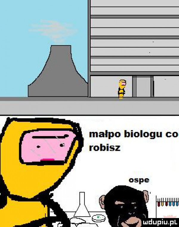 małpo biologu co robisz