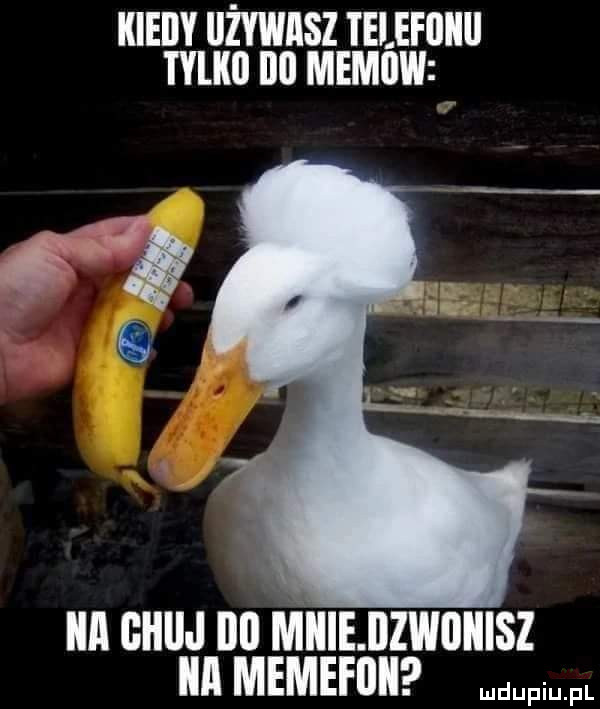 kiedy używasz telefllllll tylki ibl memo ica ghiij ibl mlilejlzwoiiisz a memehiii mmm