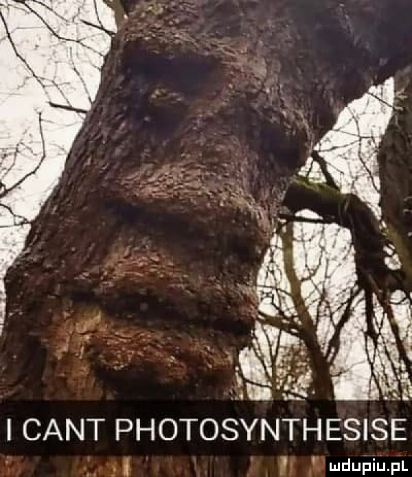 x j tlw. abakankami gr. f ł. f   iksgśżłhśź icantphotosynthesse. i i. luduiuifqil