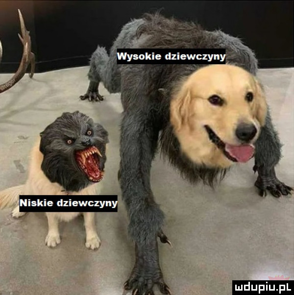 upiu pl