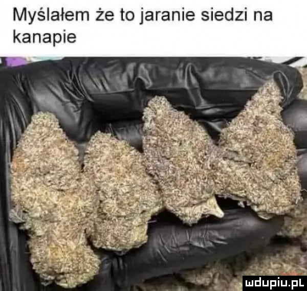 myślałem że to jaranie siedzi na kanapie x m u iu l